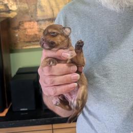 DaoDog Orange Cookie - Chocolate male Chinese Crested puppy in Highland Park, Michigan from Family Kennel Dao Dog