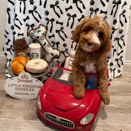Macchiato - Apricot male Australian Labradoodle puppy in Orange, California from Little Kingdom Doodles