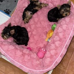 Yorkshire Terrier Puppies from Heaven_sent_toy_yorkies