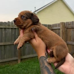 Lucy - Red female Dachshund puppy in Rockwell, North Carolina from Lucy’s Mini Doxies