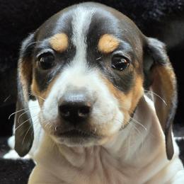 Girl 4 - JUNO - Piebald female Dachshund puppy in Salem, Oregon from Long'd Fore Dachshunds