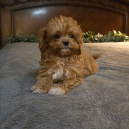Tiny Trixie - Red female Cavapoo puppy in Copan, Oklahoma from Tatums cavapoos