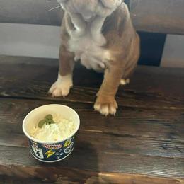 Boston Terrier, Bulldog, and French Bulldog Puppies from Willamette Valley Bullies