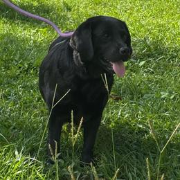 Diva - Labrador Retriever