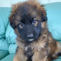 Lovi - Sable female German Shepherd puppy in Cave Junction, Oregon from Faith Shepherds
