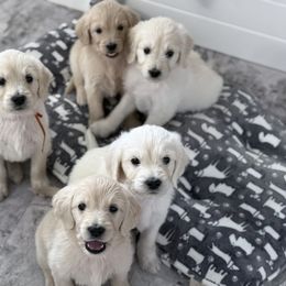 Goldendoodle, Golden Retriever, Poodle, and Shih Tzu Puppies from Platinum Paws Puppies