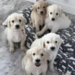 Goldendoodle, Golden Retriever, Poodle, and Shih Tzu Puppies from Platinum Paws Puppies