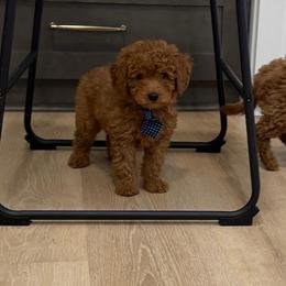 Sammy - Red  male Goldendoodle puppy in Mint Hill, North Carolina from DoodleForever