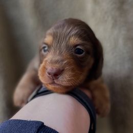 Vienna - Chocolate and tan female Dachshund puppy in Robesonia, Pennsylvania from Happily Ever After’s Puppies