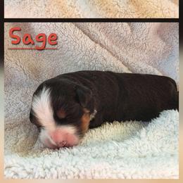 Girl 1 - Black rust and white female Bernese Mountain Dog puppy in Independence, Virginia from Chestnut Hill Bernese Mountain Dogs
