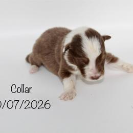 Boy 2 (Collar) - Red tri-color male Australian Shepherd puppy in Brooker, Florida from 🐾 The Great Bambino SunState Aussies!