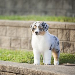 Australian Shepherd Puppies from Shoreline Aussies