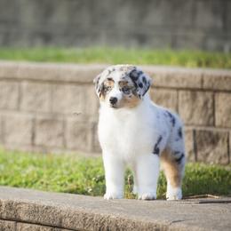 Australian Shepherd Puppies from Shoreline Aussies