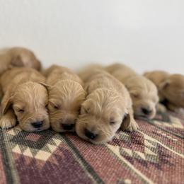 Boy 3 - Golden male Golden Retriever puppy in Hobbs, New Mexico from Goldie Locks Golden Retrievers & Doodles