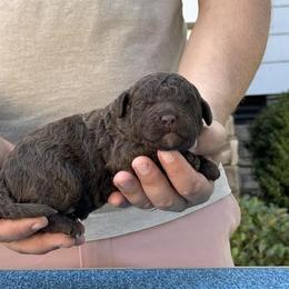 Boy 4 - Brown male Lagotto Romagnolo puppy in Sugar Valley, Georgia from Pinnacle Farm and Kennel