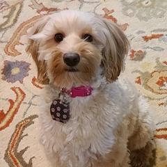 Laney - Australian Cobberdog