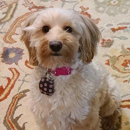 Laney - Australian Cobberdog