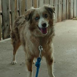 Ginger - Miniature Australian Shepherd