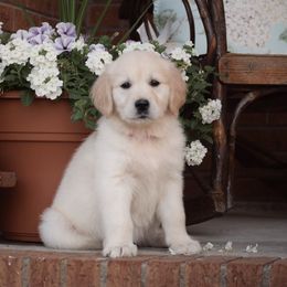 Dark Pink Collar - Light golden Golden Retriever puppy in Stedman, North Carolina from Wise-Taylor Goldens