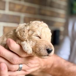 Cecilia - Apricot female Goldendoodle puppy in Macclenny, Florida from Baker County Goldendoodles