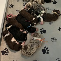 Bernedoodle Puppies from Lovey Dovey Bernedoodles