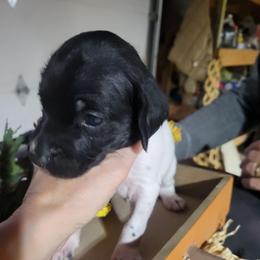 Boy 3 - Black roan male German Shorthaired Pointer puppy in Chetek, Wisconsin from Susan's German Shorthaired Pointers