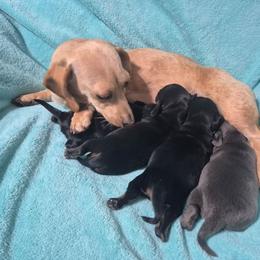 Luna - Dachshund