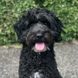 Benson - Australian Labradoodle