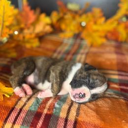 Boy 5 - Brindle male Boxer puppy in Prestonsburg, Kentucky from Bre’s Boxers