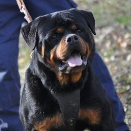 Rottweilers from Templinhaus Rottweilers