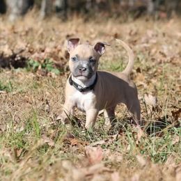 Donkey Kong - Blue fawn male American Staffordshire Terrier puppy in Hohenwald, Tennessee from AptiBull Terriers
