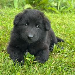 Opal (Yellow) - Black female Belgian Sheepdog puppy in Franklin, West Virginia from Wildmour K9