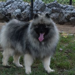 Ksana - Keeshond