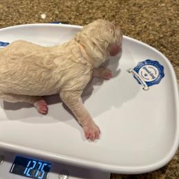 Sienna - White female Poodle puppy in Mobile, Alabama from Semmy’s Standard Poodle LLC