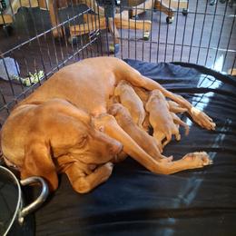 Pink - Golden rust female Vizsla puppy in Maineville, Ohio from Izabella Vizslas