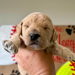Bambino - Apricot male Labradoodle puppy in Adams, Nebraska from Boxcar Doodles and Poodles