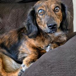 Dean - Dachshund