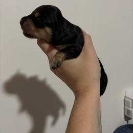 Princess - Black and cream female Dachshund puppy in Alabaster, Alabama from Doxies of Olympus
