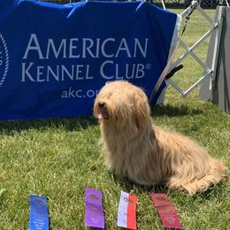Zin - Red Havanese puppy in New Jersey from Ravhav Havanese