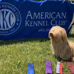 Zin - Red Havanese puppy in New Jersey from Ravhav Havanese