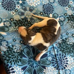 Crush - White and red brindle male Whippet puppy in Oneida, Tennessee from Saving Grace