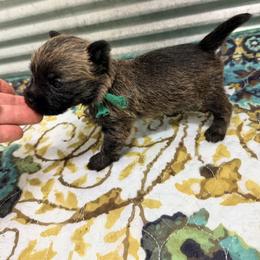 Male 1 - Wheaten brindle male Cairn Terrier puppy in Shell Knob, Missouri from Stoneridge Kennel