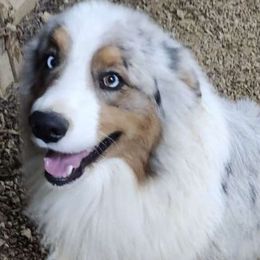 Thunder - Australian Shepherd