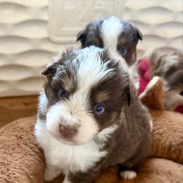 Beau - Red tri male Miniature Australian Shepherd puppy in Gatesville, Texas from Southern Promise Aussie’s