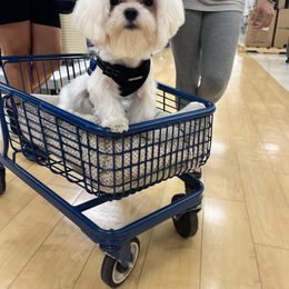Maltese Puppies from Little Sweetheart Puppies