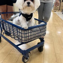 Maltese Puppies from Little Sweetheart Puppies