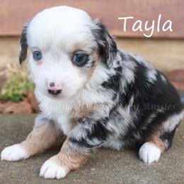 Tayla - female Miniature Australian Shepherd puppy in Godley, Texas from Flying H Toy and Mini Aussies