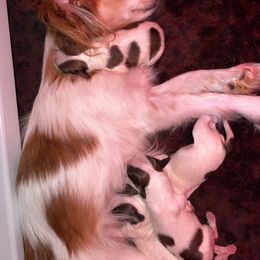 Papillon Puppies from Kerwan Papillons
