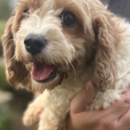 Mom cavapoo - Cavapoo