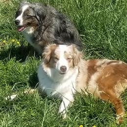 Miniature Australian Shepherds and Toy Australian Shepherds from Just a Spot of Colors Little Aussies